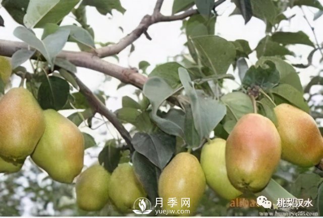 不同品種梨的缺點(圖12)