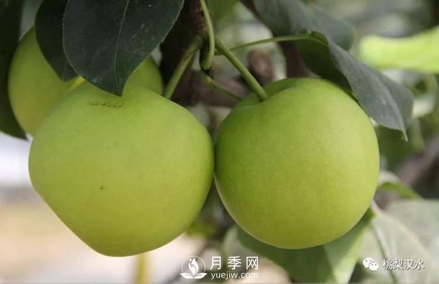 不同品種梨的缺點(圖18)