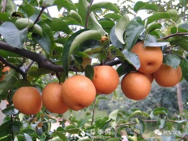 不同品種梨的缺點(圖11)