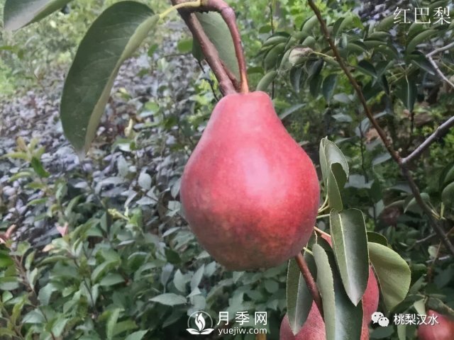 不同品種梨的缺點(圖25)