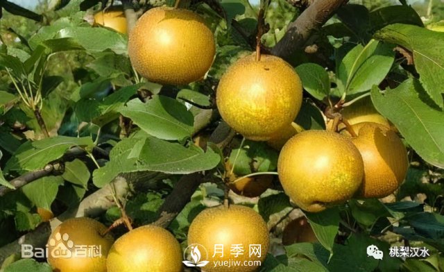 不同品種梨的缺點(圖20)