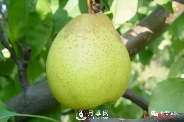 不同品種梨的缺點(圖2)