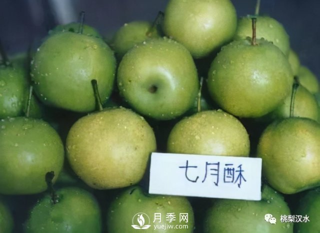 不同品種梨的缺點(圖22)