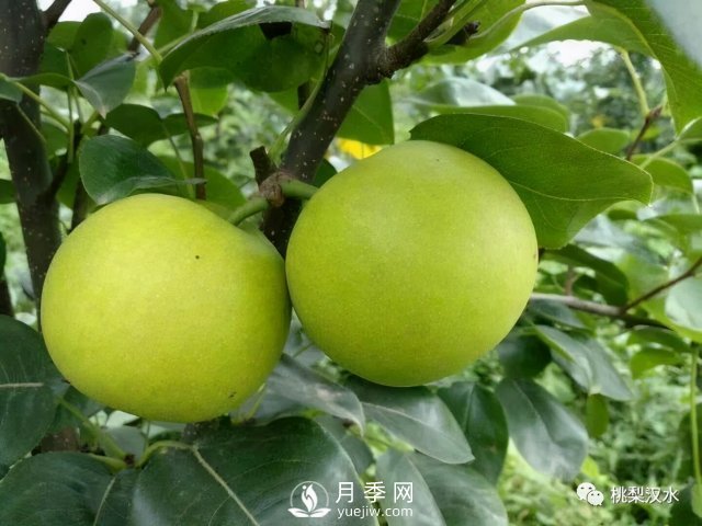 不同品種梨的缺點(圖15)