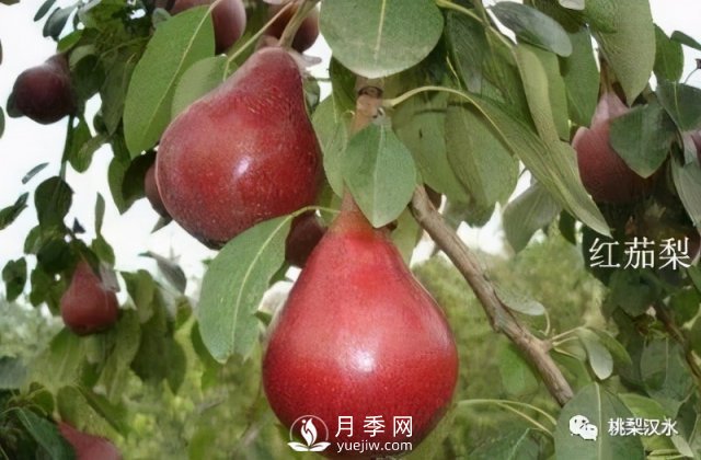 不同品種梨的缺點(圖26)