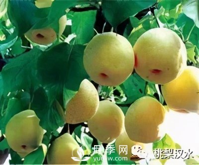 不同品種梨的缺點(圖3)