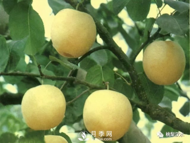 不同品種梨的缺點(圖5)