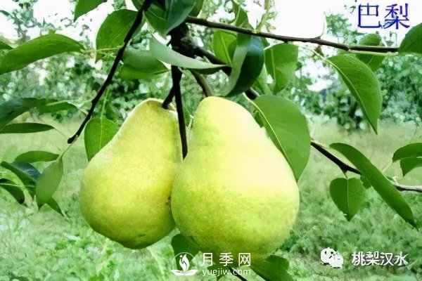 不同品種梨的缺點(圖24)