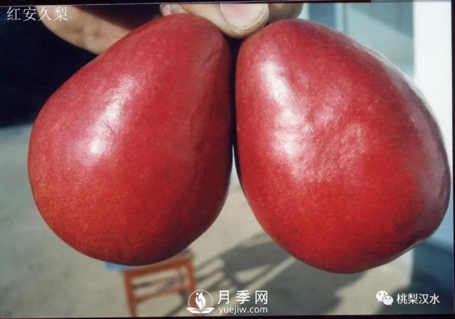 不同品種梨的缺點(圖31)