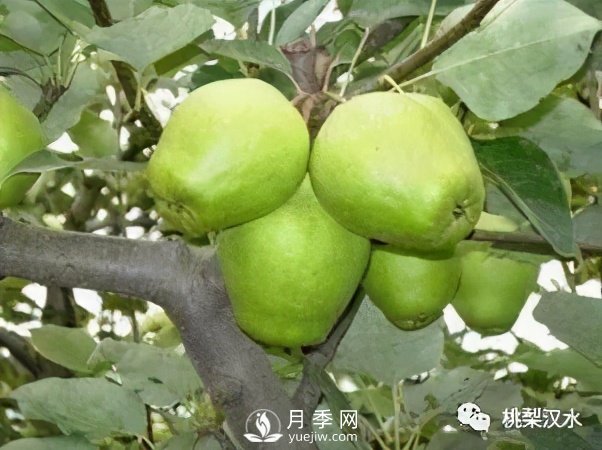 不同品種梨的缺點(圖9)