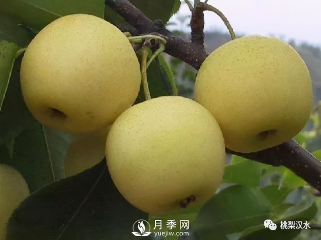 不同品種梨的缺點(圖23)
