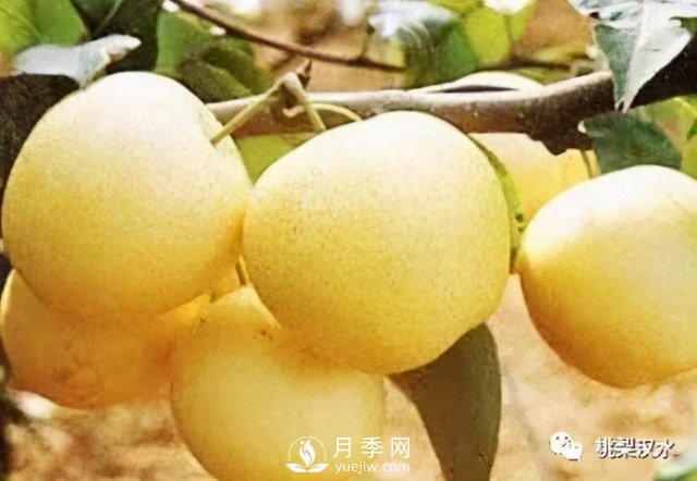 不同品種梨的缺點(圖8)