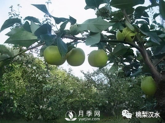 不同品種梨的缺點(圖16)