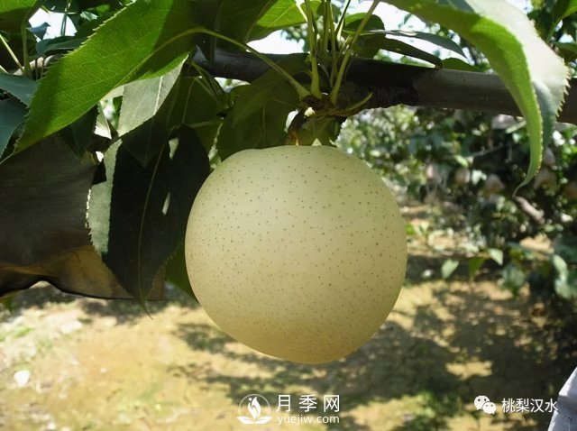 不同品種梨的缺點(圖19)