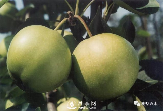 不同品種梨的缺點(圖21)