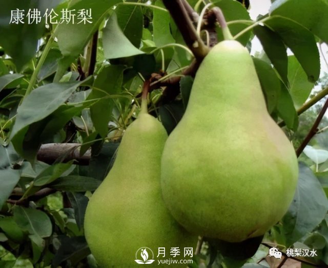 不同品種梨的缺點(圖30)