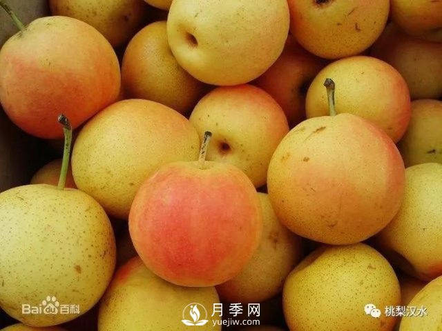 不同品種梨的缺點(圖6)