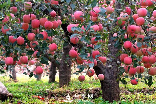 什么是果樹的枝干比、枝葉比、葉果比和產(chǎn)出比？(圖1)