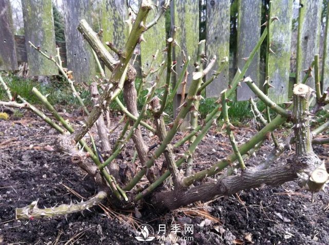 養(yǎng)月季花要會(huì)修剪，花朵彩繪越來越多(圖3)