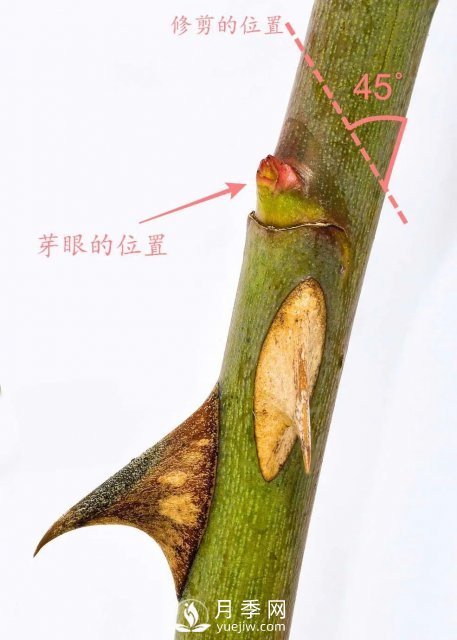 養(yǎng)月季花要會(huì)修剪，花朵彩繪越來越多(圖4)