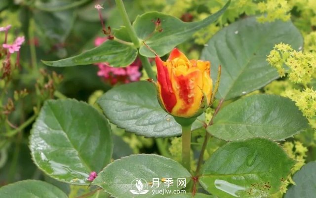 養(yǎng)月季花要會(huì)修剪，花朵彩繪越來越多(圖2)