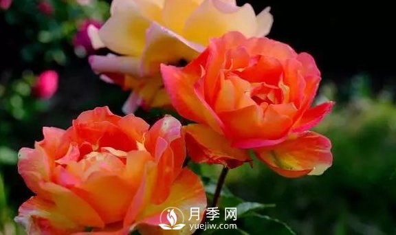 4月養(yǎng)月季需要4點(diǎn)，避免畸形，養(yǎng)出漂亮的月季花(圖1)