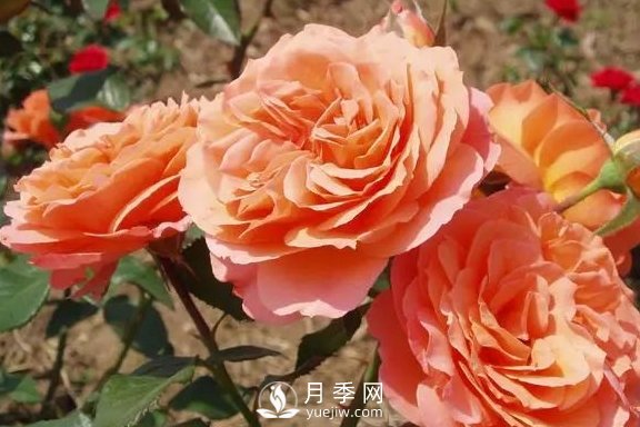 4月養(yǎng)月季需要4點(diǎn)，避免畸形，養(yǎng)出漂亮的月季花(圖3)
