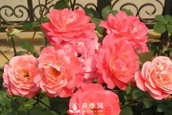 4月養(yǎng)月季需要4點(diǎn)，避免畸形，養(yǎng)出漂亮的月季花(圖2)