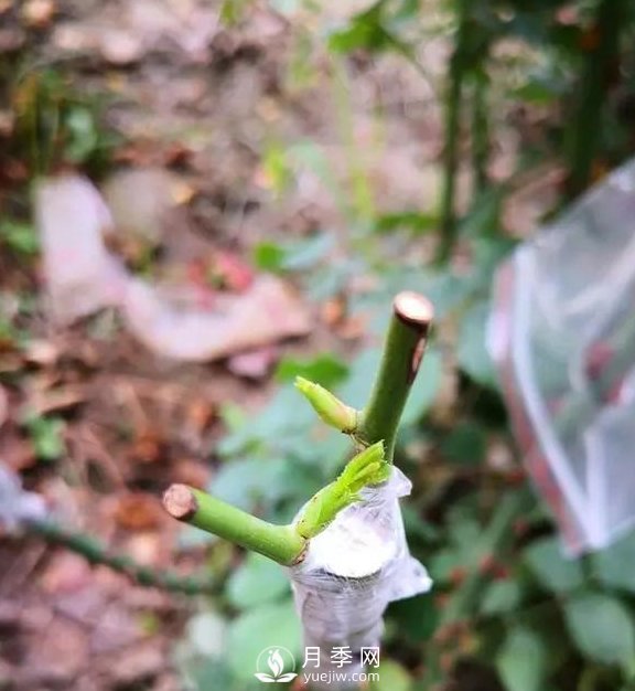 青島路邊月季美化，月季花比拳頭大，原來是樹狀月季(圖3)
