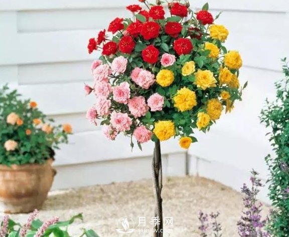 青島路邊月季美化，月季花比拳頭大，原來是樹狀月季(圖2)