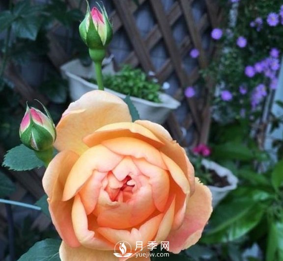春季，送您3個養(yǎng)月季小竅門，讓月季枝粗葉壯(圖3)
