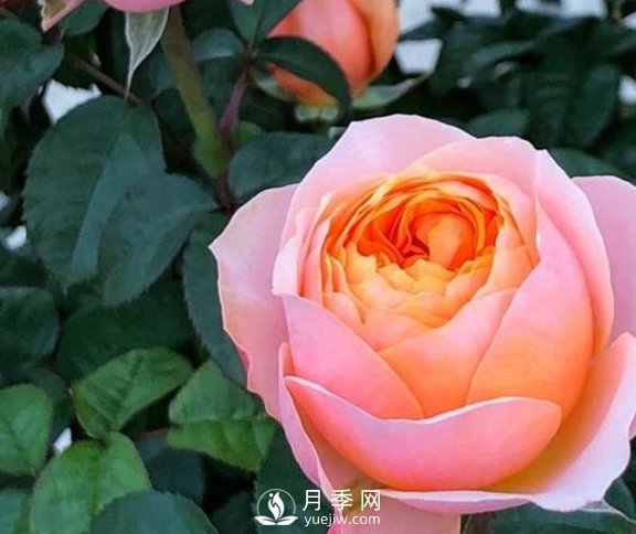 春季，送您3個養(yǎng)月季小竅門，讓月季枝粗葉壯(圖1)