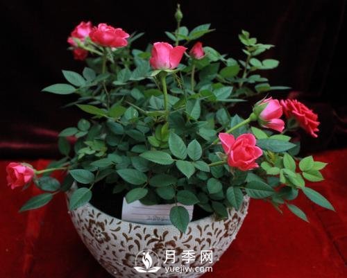 養(yǎng)護(hù)月季加點(diǎn)魚肥，讓月季猛爆花苞不停！(圖2)