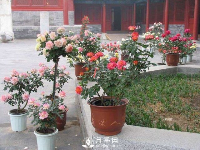 養(yǎng)護(hù)月季加點(diǎn)魚肥，讓月季猛爆花苞不停！(圖1)