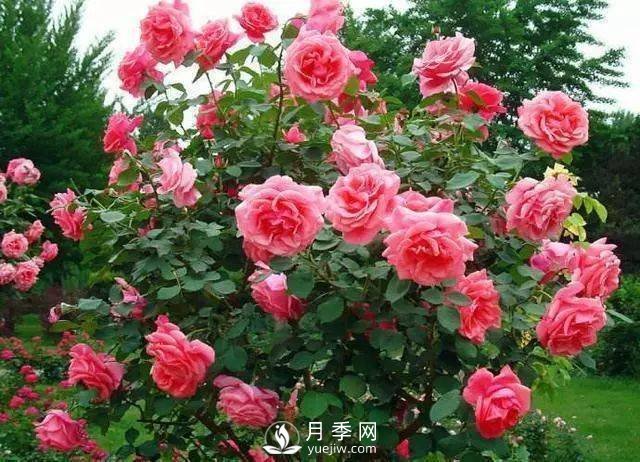 新手和懶人首選的三種月季品種，還自帶體香開花不斷(圖1)