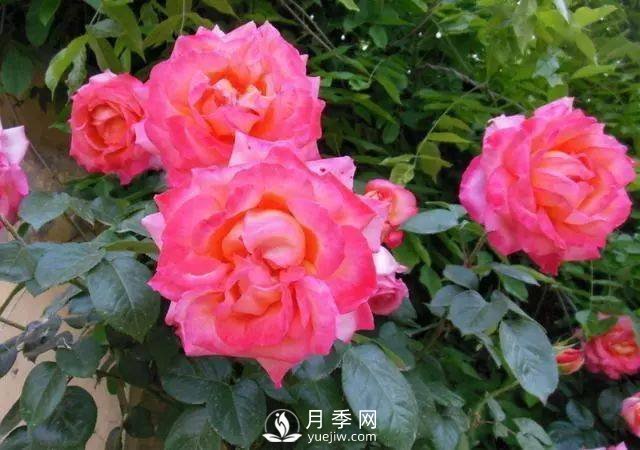 新手和懶人首選的三種月季品種，還自帶體香開花不斷(圖5)