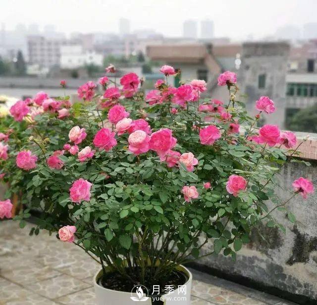 養(yǎng)月季千萬(wàn)別犯這4個(gè)“錯(cuò)誤”，月季花開(kāi)美如艷(圖1)