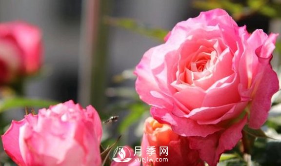 養(yǎng)月季，注意施肥姿勢(shì)不對(duì)，月季不開花，力氣還白費(fèi)！(圖3)