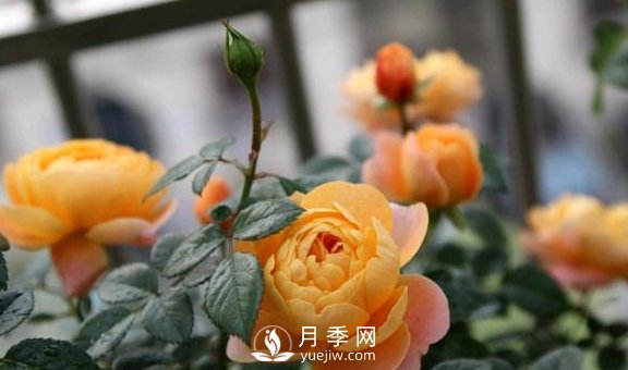 養(yǎng)月季，注意施肥姿勢(shì)不對(duì)，月季不開花，力氣還白費(fèi)！(圖4)