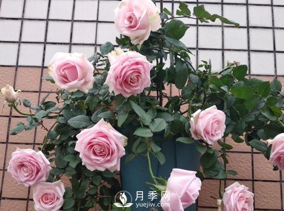 養(yǎng)月季，注意施肥姿勢(shì)不對(duì)，月季不開花，力氣還白費(fèi)！(圖1)