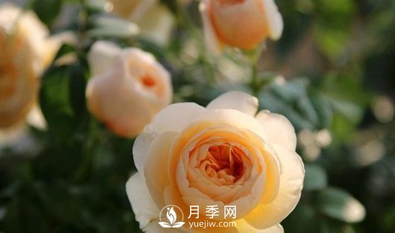 養(yǎng)月季，注意施肥姿勢(shì)不對(duì)，月季不開花，力氣還白費(fèi)！(圖2)