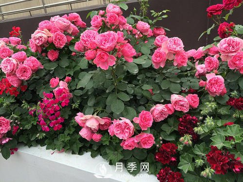 月季十死九個澇，月季澆水的詳細(xì)教程！(圖2)