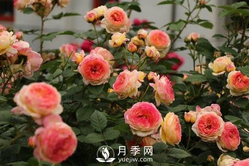 月季十死九個澇，月季澆水的詳細(xì)教程！(圖1)