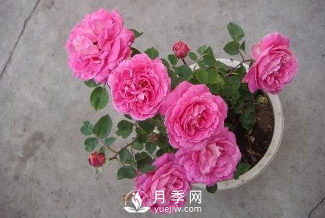 月季十死九個澇，月季澆水的詳細(xì)教程！(圖3)