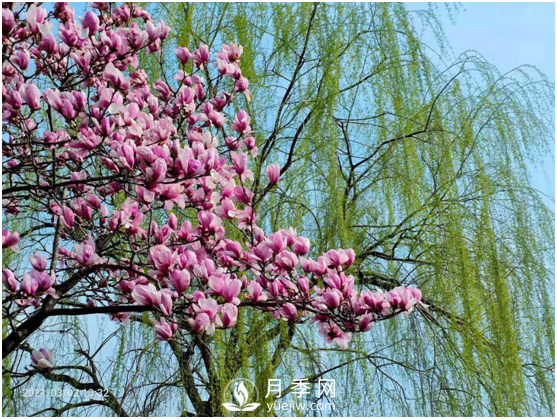 南陽驚蟄時(shí)節(jié)，花紅柳綠又一春(圖2)