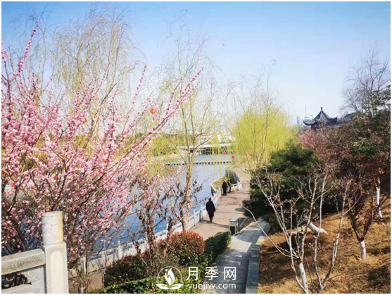 南陽驚蟄時(shí)節(jié)，花紅柳綠又一春(圖3)