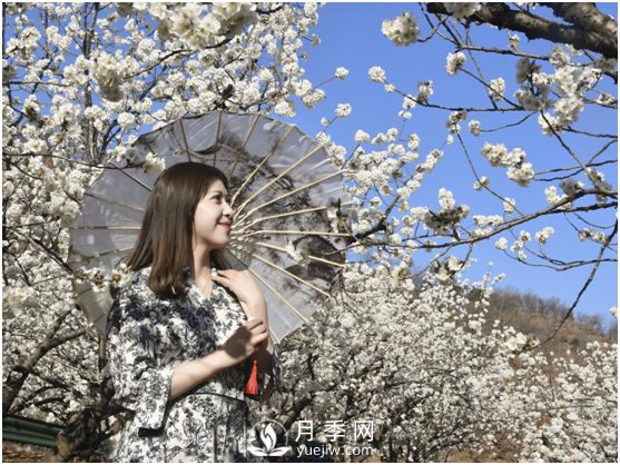 南陽驚蟄時(shí)節(jié)，花紅柳綠又一春(圖1)