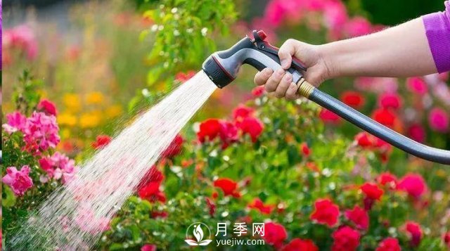 封閉陽臺養(yǎng)好月季花？室內(nèi)陽臺養(yǎng)月季的4大注意事項(圖2)