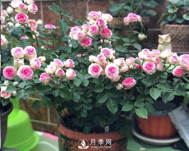 封閉陽臺養(yǎng)好月季花？室內(nèi)陽臺養(yǎng)月季的4大注意事項(圖3)