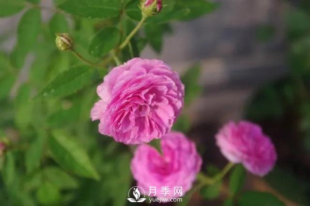 適合陽臺的瑪姬嬸嬸月季，小巧花美有香味，開花到爆盆！(圖3)